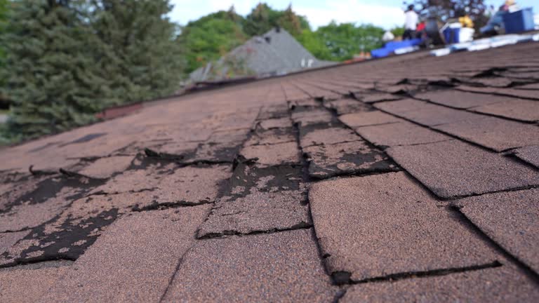 Roof Moss and Algae Removal in Bicknell, IN